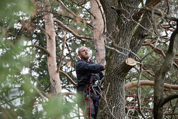  Mountain View, NC Tree Removal Services Pros